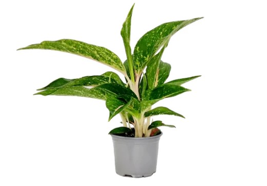 Artificial Potted Dieffenbachia (Dumb Cane) 55CM